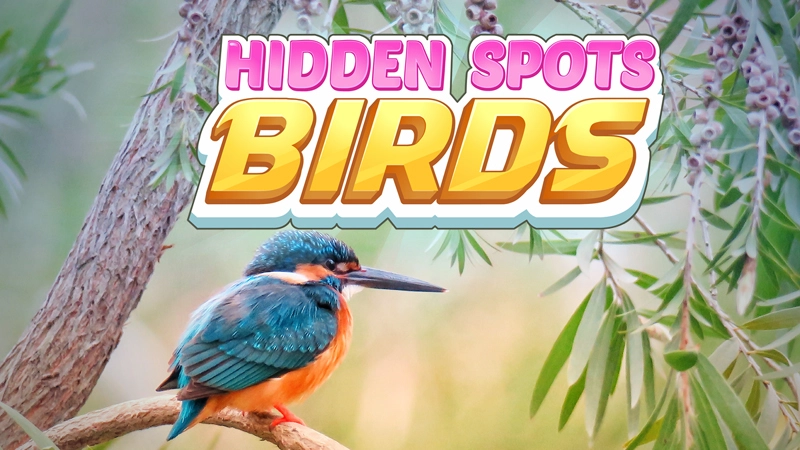 Image Hidden Spots - Birds